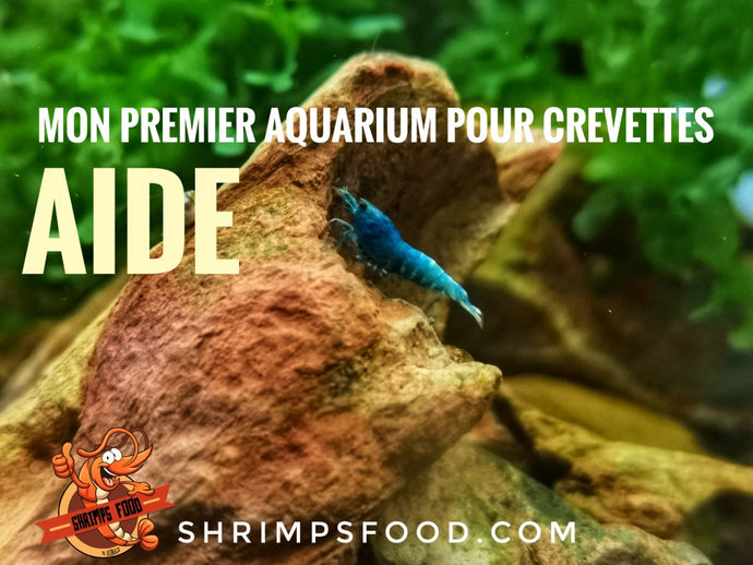 Mon premier aquarium pour crevettes