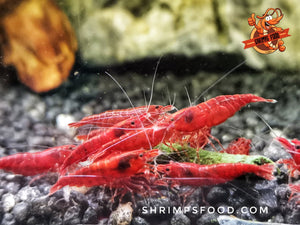 lollies pour crevettes aquarium shrimpsfood nourriture pour crevettes pellets pour crevettes