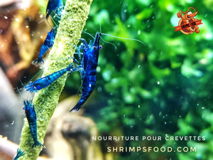 lollies pour crevettes aquarium shrimpsfood nourriture pour crevettes pellets pour crevettes