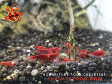 Laden Sie das Bild in den Galerie-Viewer, lollies pour crevettes aquarium shrimpsfood nourriture pour crevettes
