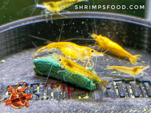 lollies pour crevettes aquarium shrimpsfood nourriture pour crevettes pellets pour crevettes