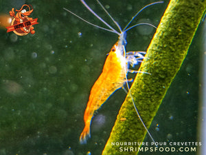 lollies pour crevettes aquarium shrimpsfood nourriture pour crevettes pellets pour crevettes