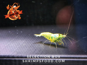 breeding box shrimpsfood aquarium