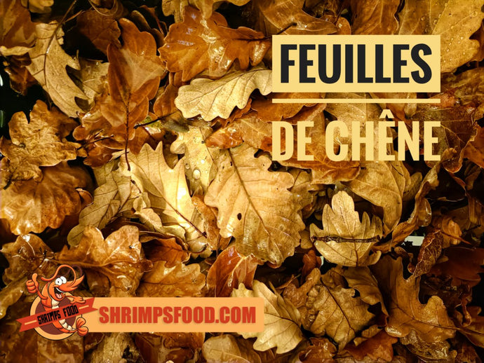 Feuilles de chêne pour aquarium