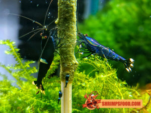 lollies pour crevettes aquarium shrimpsfood nourriture pour crevettes pellets pour crevettes