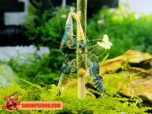 Laden Sie das Bild in den Galerie-Viewer, lollies pour crevettes aquarium shrimpsfood nourriture pour crevettes pellets pour crevettes
