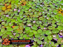 Charger l&#39;image dans la galerie, Salvinia natans plantes flottantes
