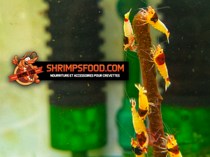 lollies pour crevettes aquarium shrimpsfood nourriture pour crevettes