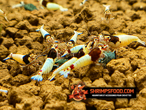 Nourriture pour crevettes aquarium juvéniles shrimp