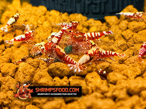 Nourriture pour crevettes aquarium juvéniles shrimp