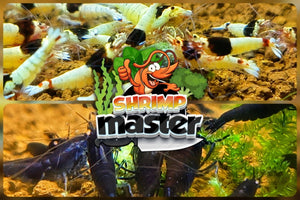 lollies pour crevettes aquarium shrimpsfood nourriture pour crevettes pellets pour crevettes