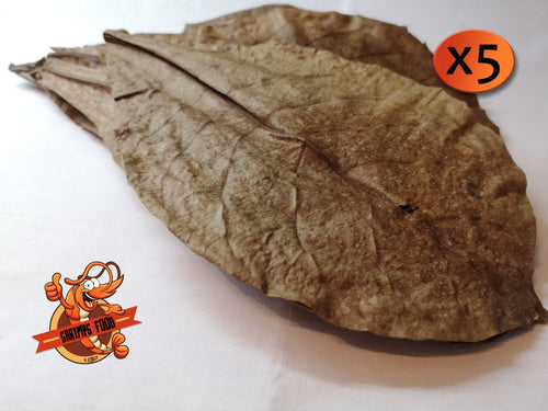 Feuilles de catappa shrimpsfood pour crevettes