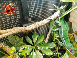Kit gamelle reptile taille s