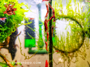 lollies pour crevettes aquarium shrimpsfood nourriture pour crevettes pellets pour crevettes