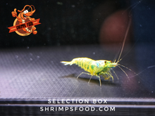 Laden Sie das Bild in den Galerie-Viewer, breeding box shrimpsfood aquarium
