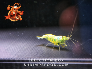 breeding box shrimpsfood aquarium