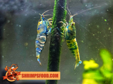 Charger l&#39;image dans la galerie, lollies pour crevettes aquarium shrimpsfood nourriture pour crevettes pellets pour crevettes
