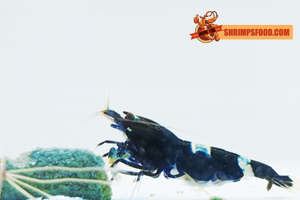 Photoshoot Box shrimp