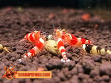 Laden Sie das Bild in den Galerie-Viewer, lollies pour crevettes aquarium shrimpsfood nourriture pour crevettes pellets pour crevettes
