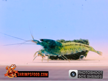 Laden Sie das Bild in den Galerie-Viewer, Photoshoot Box shrimp
