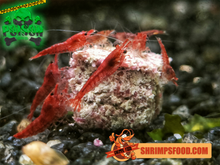 Laden Sie das Bild in den Galerie-Viewer, lollies pour crevettes aquarium shrimpsfood nourriture pour crevettes pellets pour crevettes
