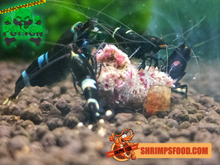 Charger l&#39;image dans la galerie, lollies pour crevettes aquarium shrimpsfood nourriture pour crevettes pellets pour crevettes
